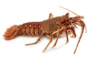 Langouste frais de la criée de Casablanca, livré à domicile