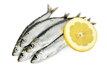 Sardines fraîches sur glace, chaîne du froid respectée de la criée à la livraison